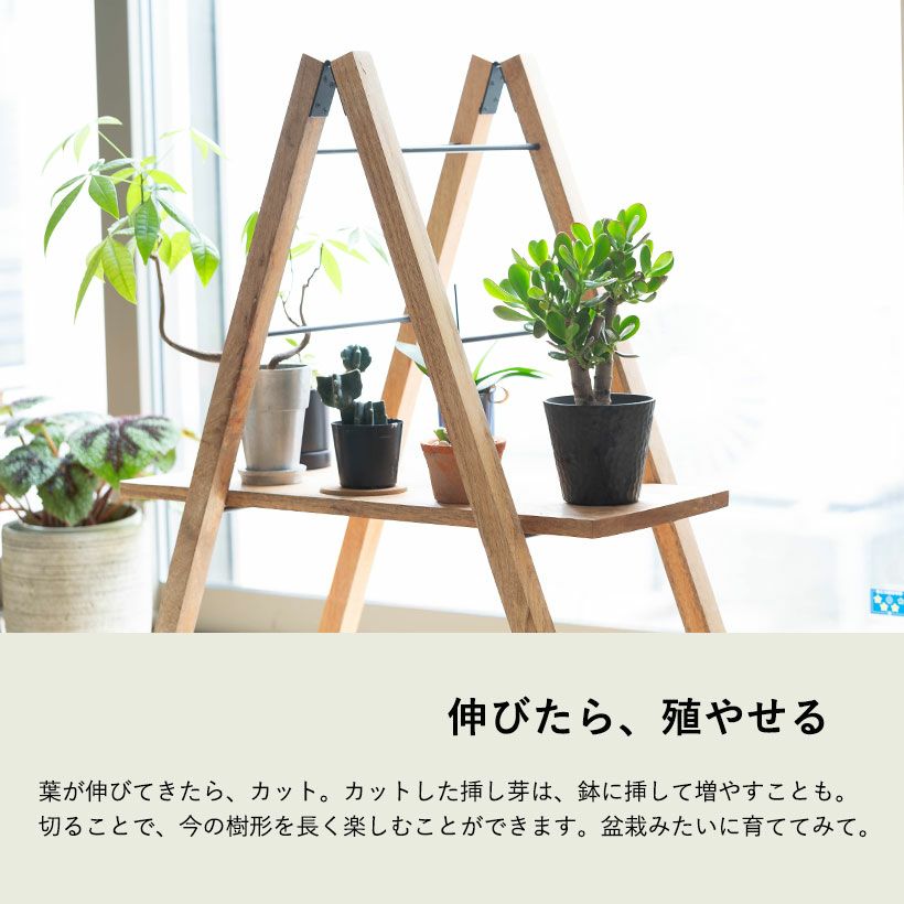 金のなる木盆栽｜親木で10年、幹が太い花月。挿し木で殖やせる