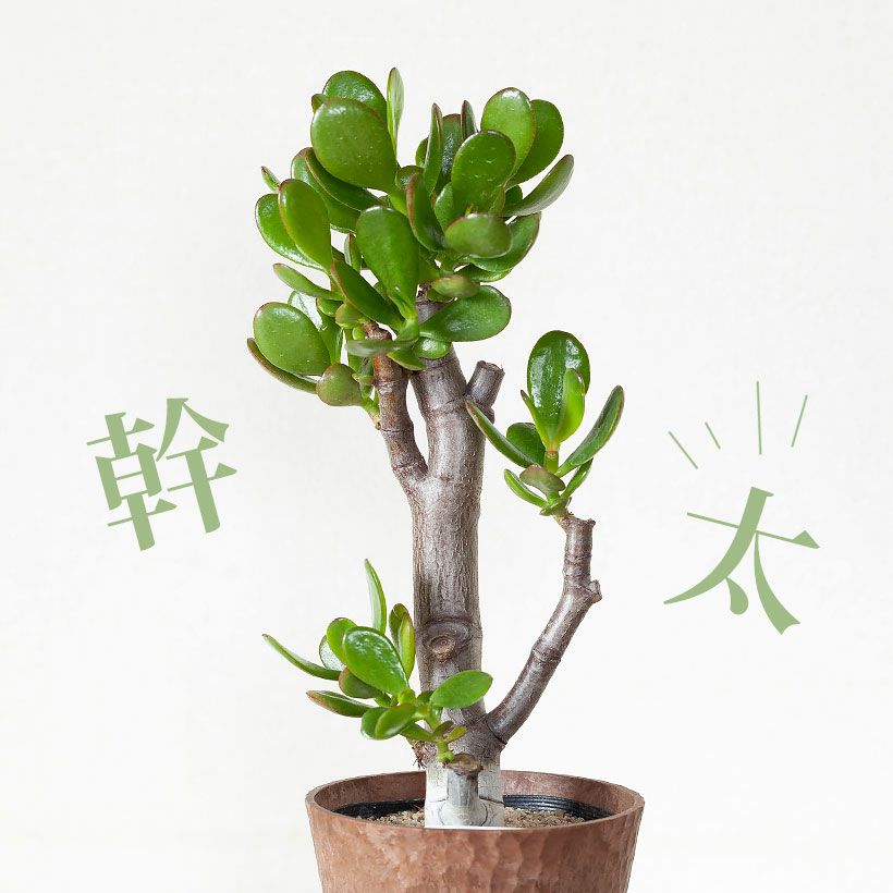 000000007792-06.jpg?size=l&w=