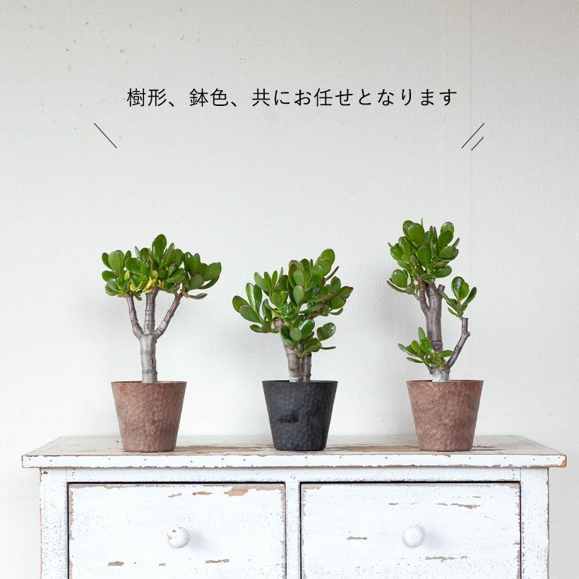 000000007792-08.jpg?size=l&w=