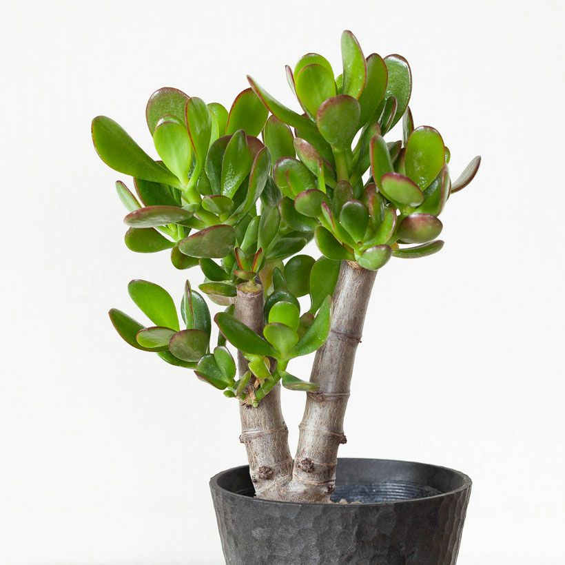 金のなる木盆栽｜親木で10年、幹が太い花月。挿し木で殖やせる