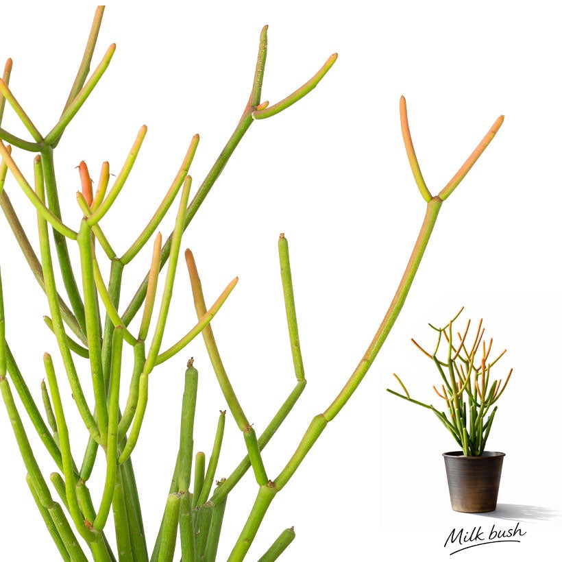 【受付終了】【特大220センチ】ミルクブッシュ　観葉植物　　多肉植物　ビザールプランツ　インテリア　リビング　窓際　　グリーン　プランツ　植物 風変わりな植物＊ユーフォルビア＊フィフェレネンシス＊観葉植物