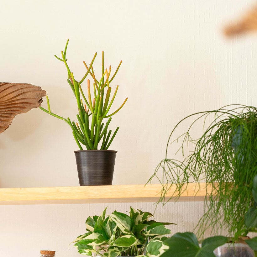 サンゴ礁のようにオレンジに発色！多肉植物：ミルクブッシュ
