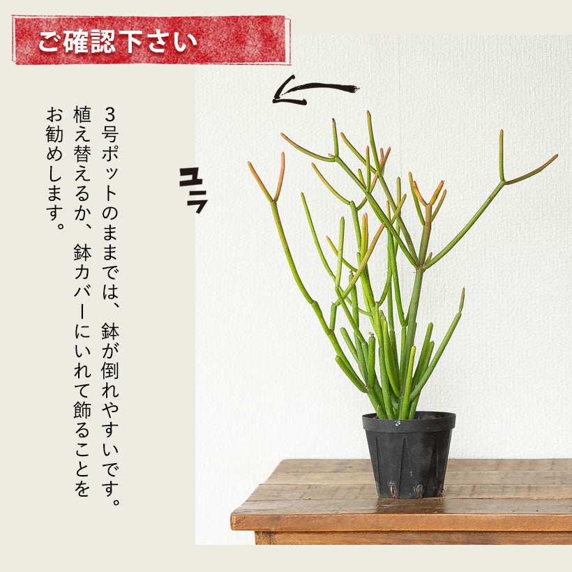 サンゴ礁のようにオレンジに発色！多肉植物：ミルクブッシュ