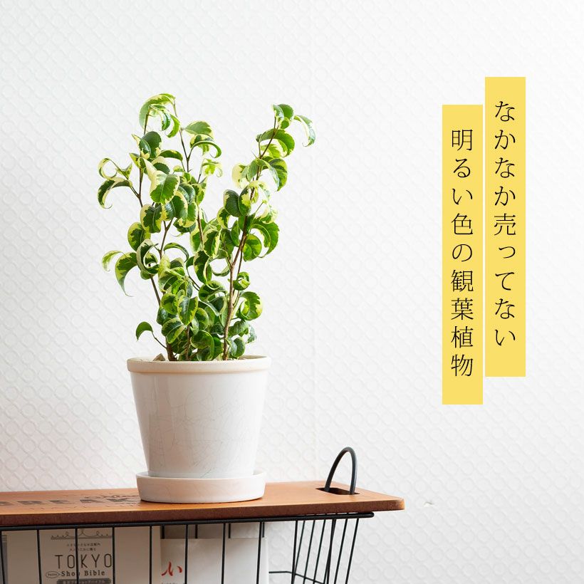 000000007795-01.jpg?size=m&w=