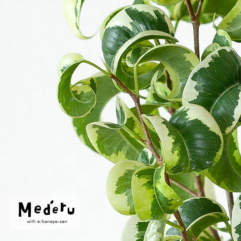 000000007795-02.jpg?size=l&w=