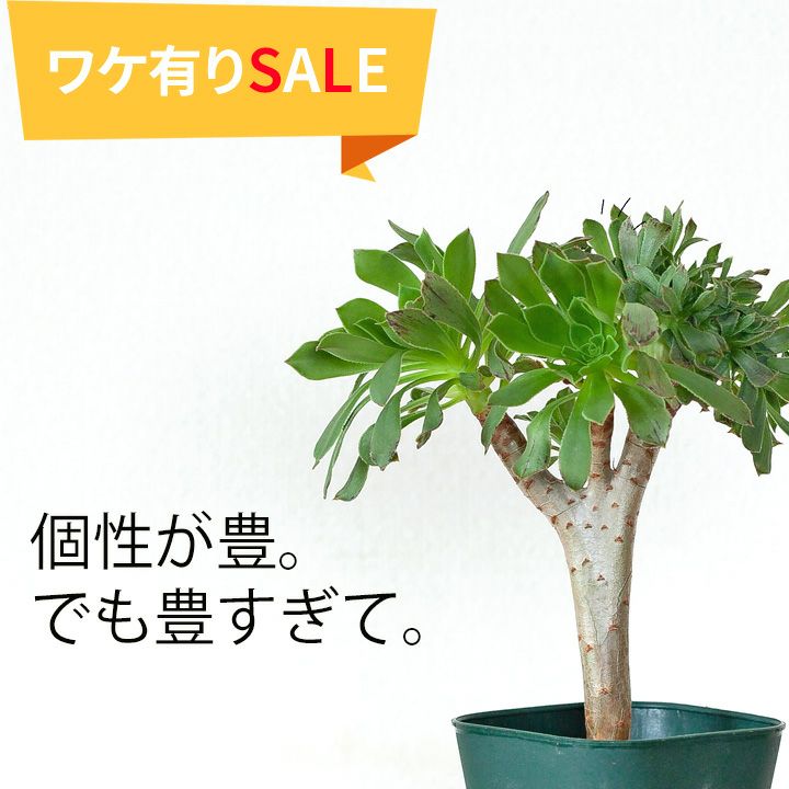 綴化（てっか）多肉植物コレクション育て方付き｜e-花屋さん