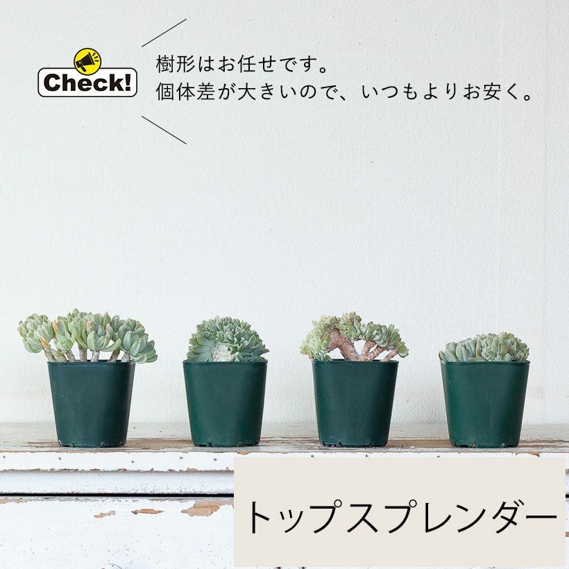 綴化（てっか）多肉植物コレクション育て方付き｜e-花屋さん