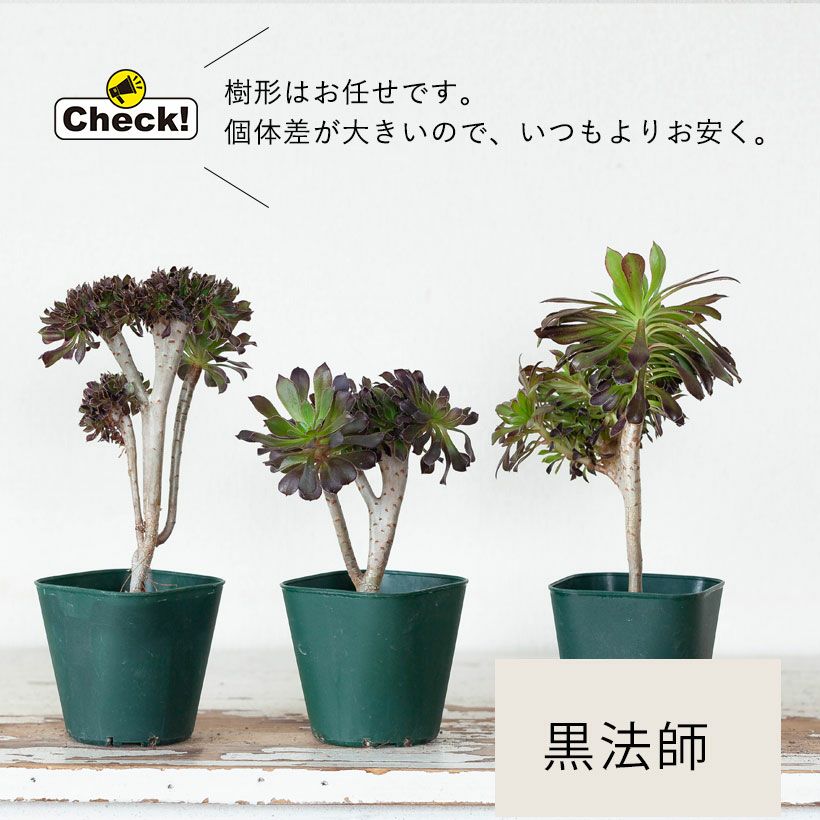 綴化（てっか）多肉植物コレクション育て方付き｜e-花屋さん