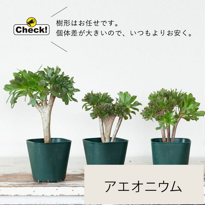 綴化（てっか）多肉植物コレクション育て方付き｜e-花屋さん