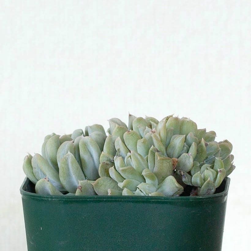 綴化（てっか）多肉植物コレクション育て方付き｜e-花屋さん