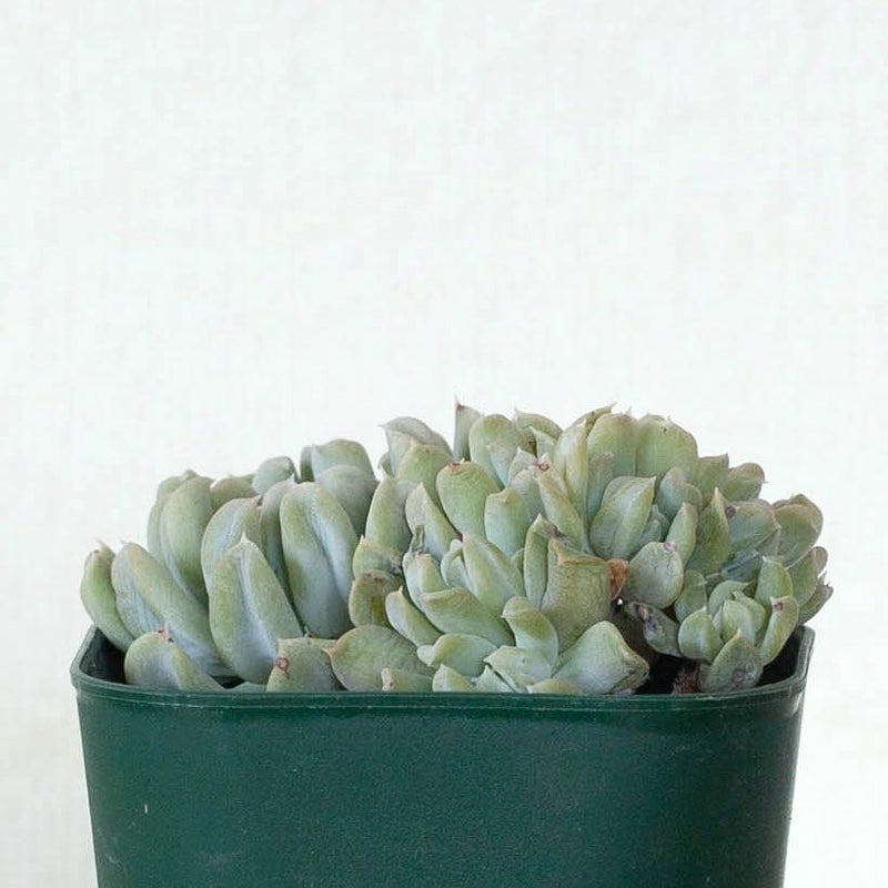綴化（てっか）多肉植物コレクション育て方付き｜e-花屋さん