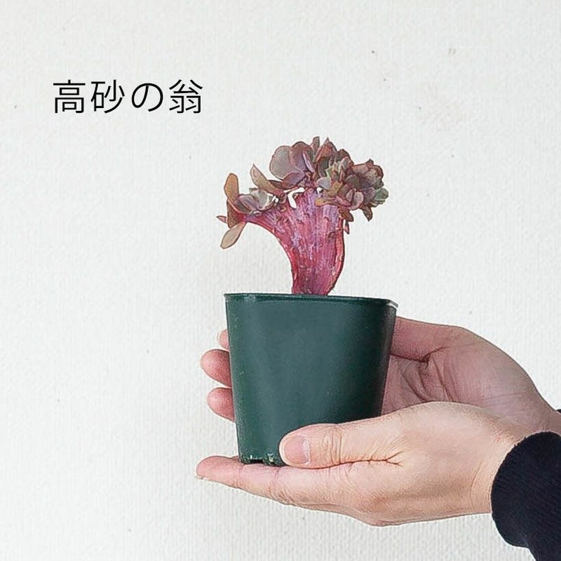 綴化（てっか）多肉植物コレクション育て方付き｜e-花屋さん
