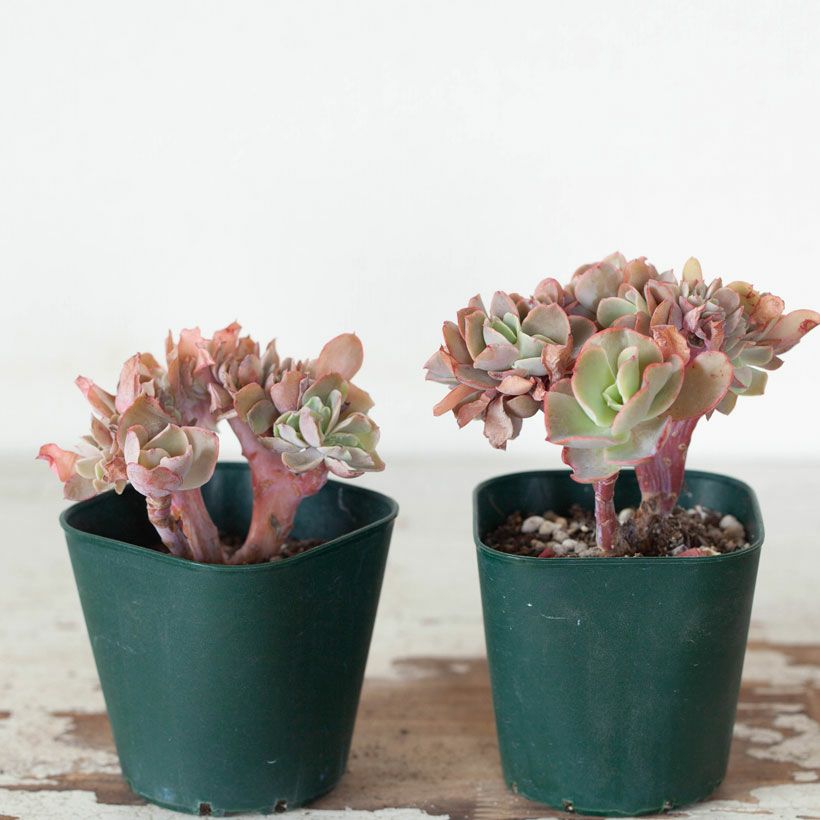 綴化（てっか）多肉植物コレクション育て方付き｜e-花屋さん