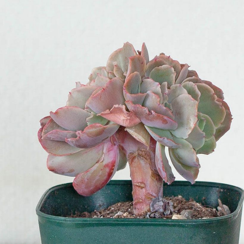 最終追加18 テテラエンシス E.tetelaensis 多肉植物 綴化（てっか）多肉植物コレクション育て方付き｜e-花屋さん