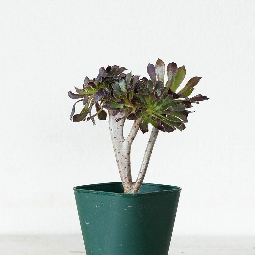 綴化（てっか）多肉植物コレクション育て方付き｜e-花屋さん