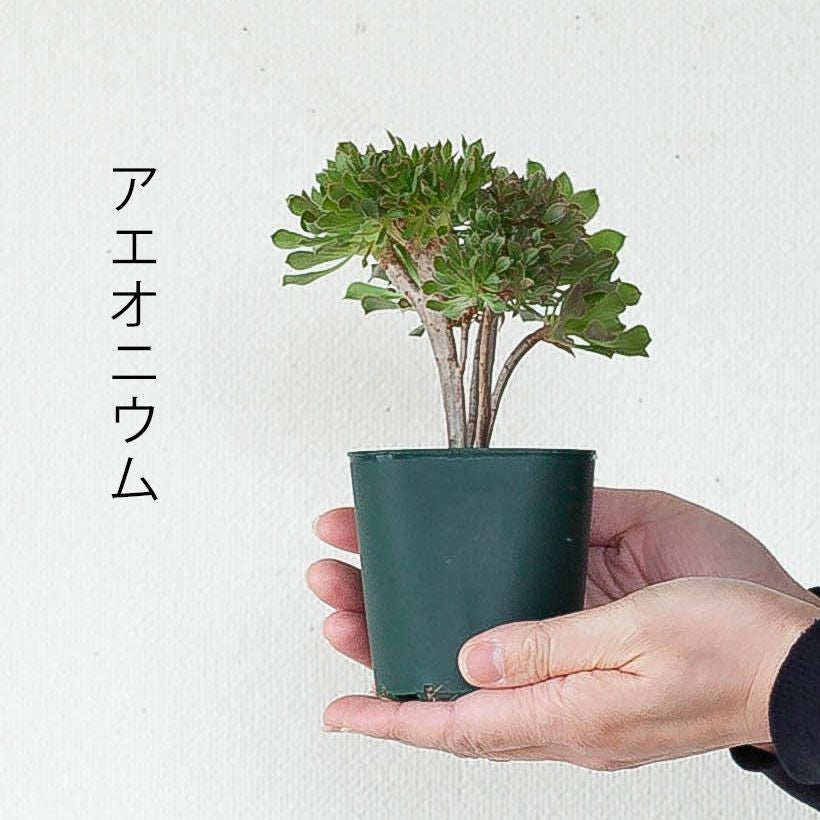 綴化（てっか）多肉植物コレクション育て方付き｜e-花屋さん