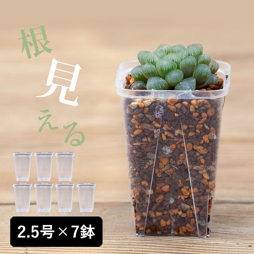 ネガミエルMINI（ミニ）挿し木用2.5号サイズ透明スリット鉢