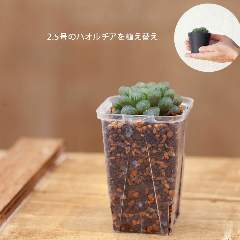 ネガミエルMINI（ミニ）挿し木用2.5号サイズ透明スリット鉢