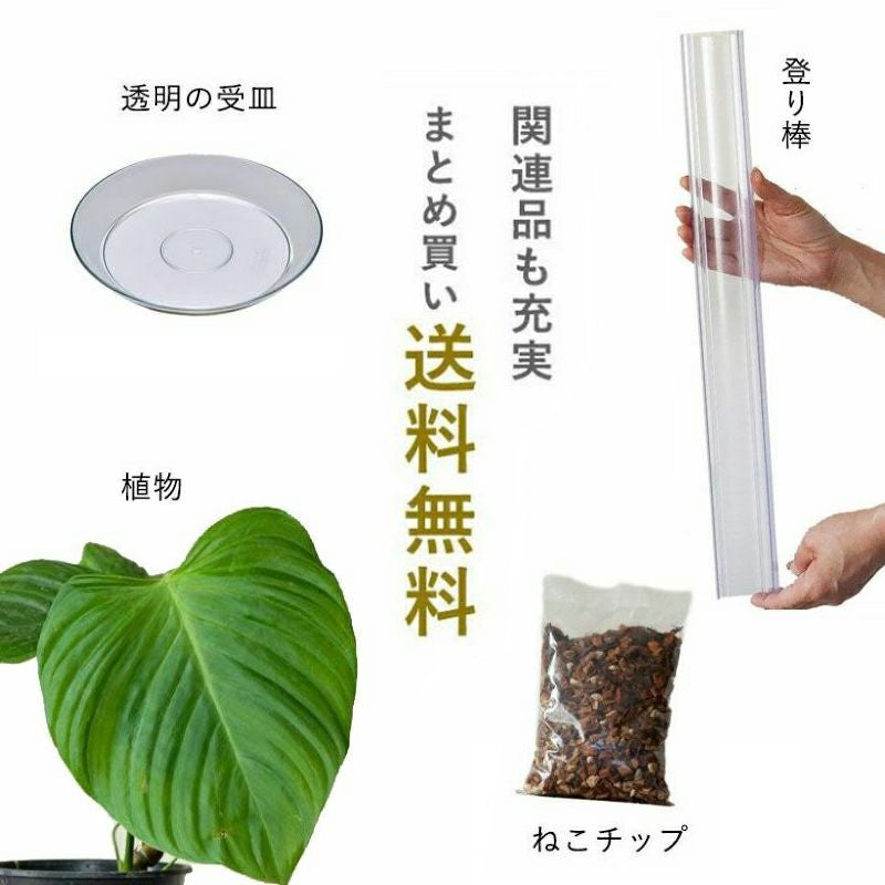 ネガミエルMINI（ミニ）挿し木用2.5号サイズ透明スリット鉢