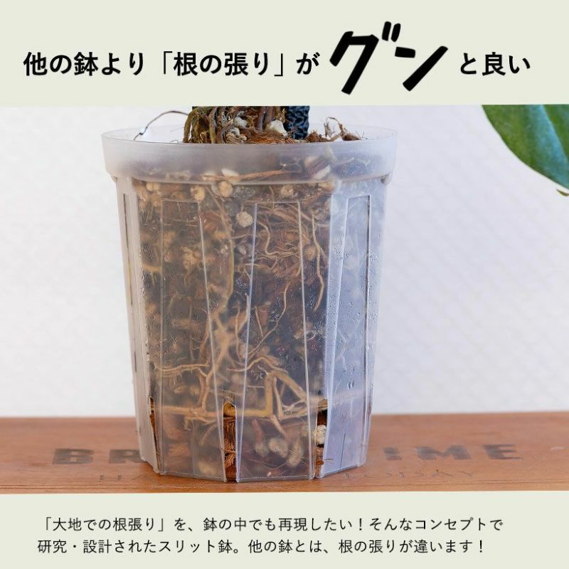 根が見えるミニ3号サイズロング角｜浅岡園芸クリアスリット鉢