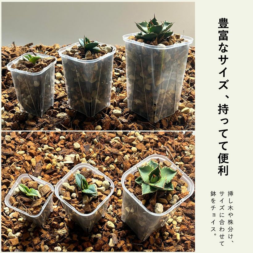 根が見えるミニ3号サイズロング角｜浅岡園芸クリアスリット鉢