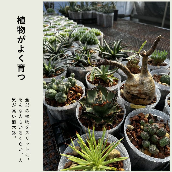 根が見えるミニ3号サイズロング角｜浅岡園芸クリアスリット鉢