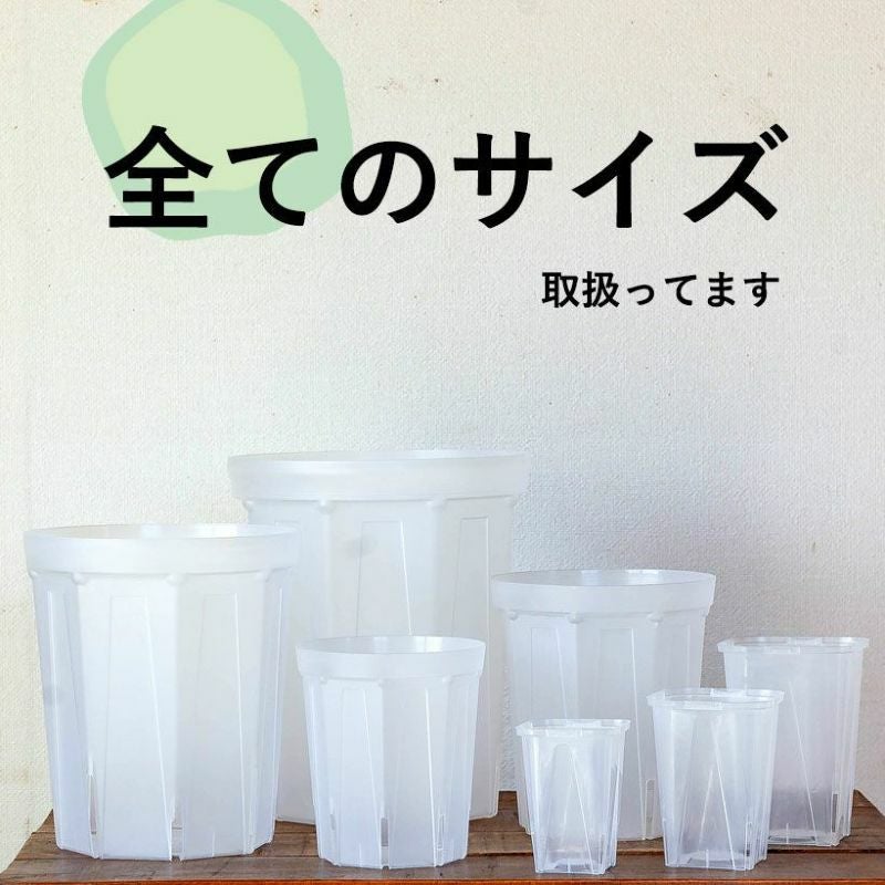 根が見えるミニ3号サイズロング角｜浅岡園芸クリアスリット鉢