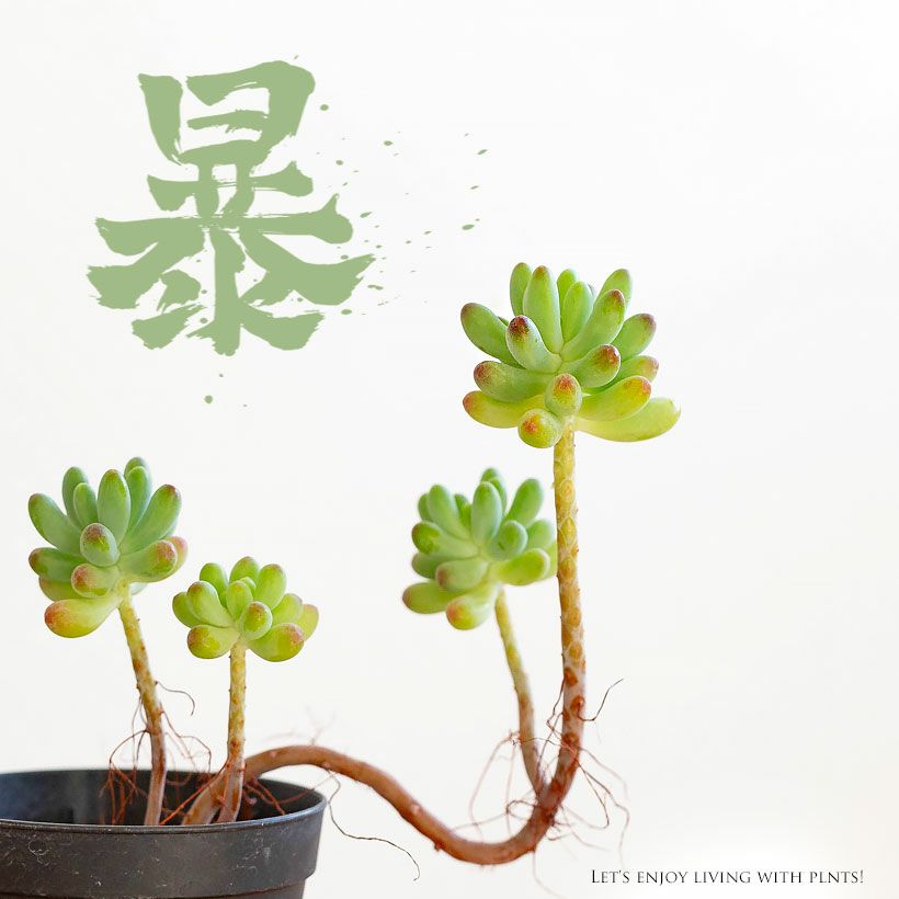 乙女心（おとめごころ）茎を伸ばした盆栽多肉のセダム｜冬は紅葉