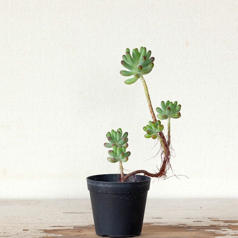 乙女心（おとめごころ）茎を伸ばした盆栽多肉のセダム｜冬は紅葉