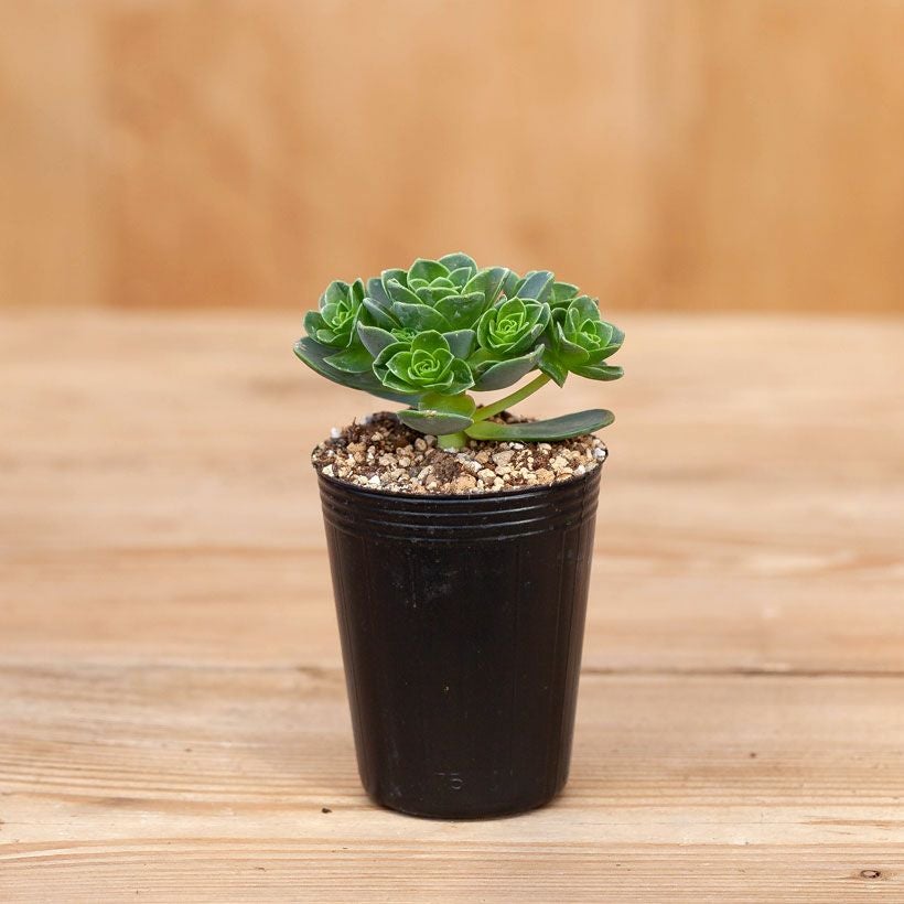 アエオニウムドドランタリス（グリーノビア）花に見える多肉植物