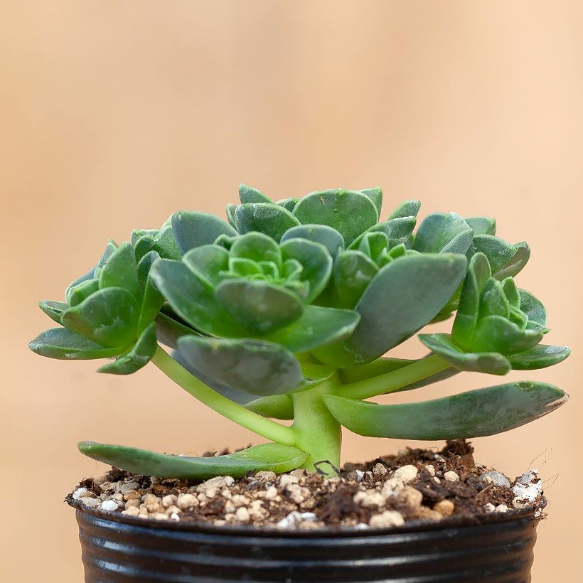 アエオニウムドドランタリス（グリーノビア）花に見える多肉植物