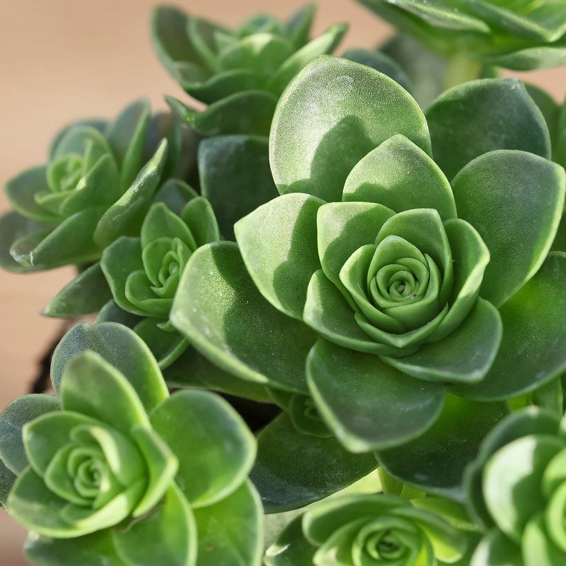 アエオニウムドドランタリス（グリーノビア）花に見える多肉植物
