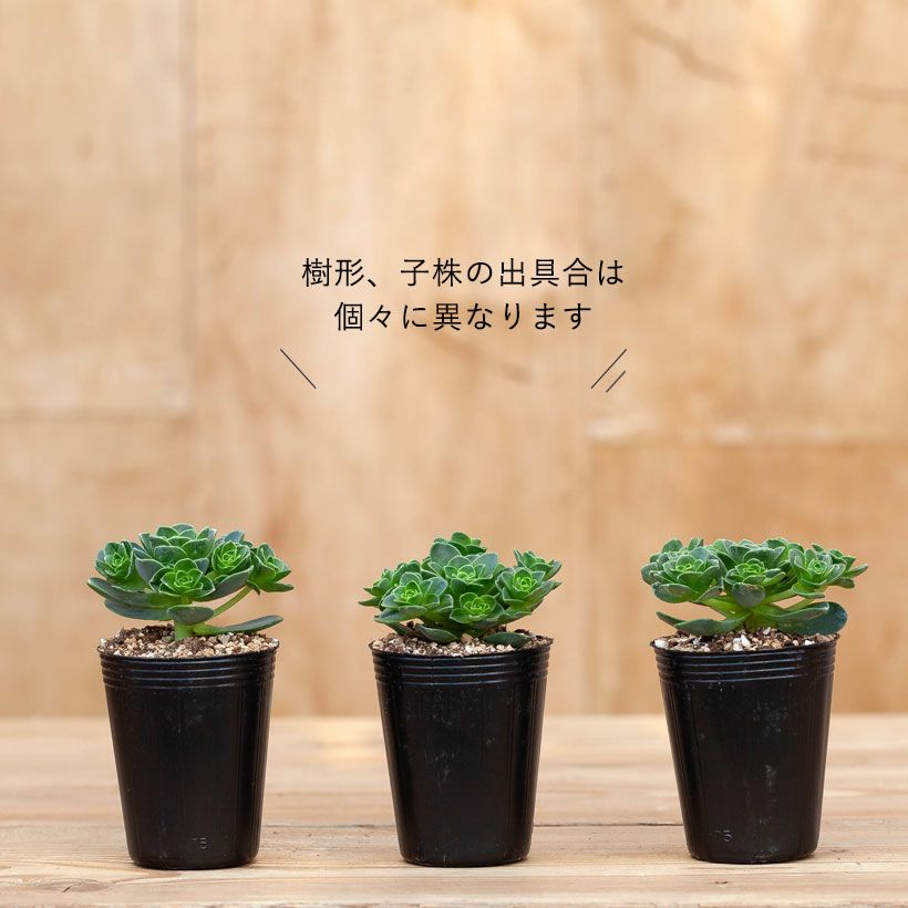 アエオニウムドドランタリス（グリーノビア）花に見える多肉植物
