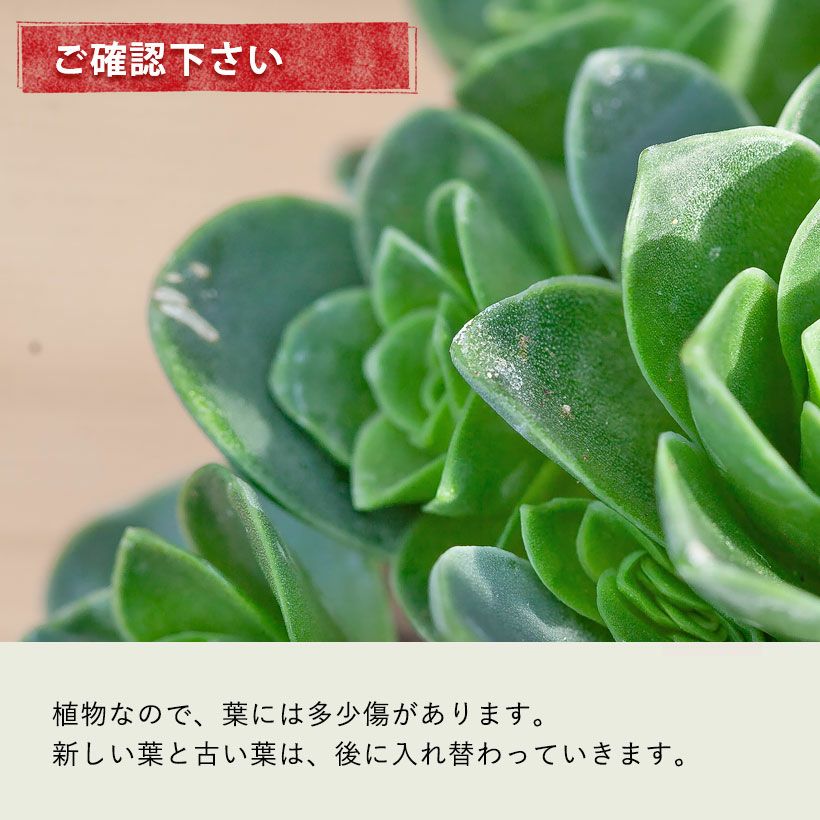 アエオニウムドドランタリス（グリーノビア）花に見える多肉植物