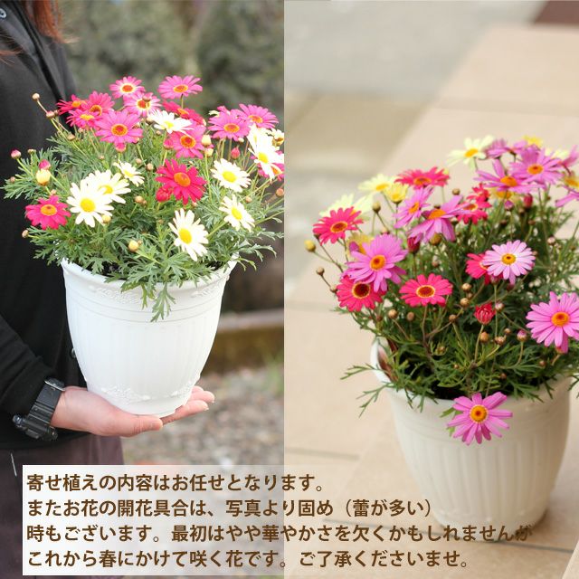 マーガレットの宝箱 | [公式]e-花屋さん