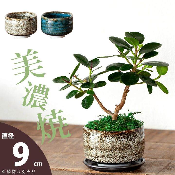 美濃焼の植木鉢｜松、桜が良く似合う抹茶碗ベースのミニ盆栽鉢