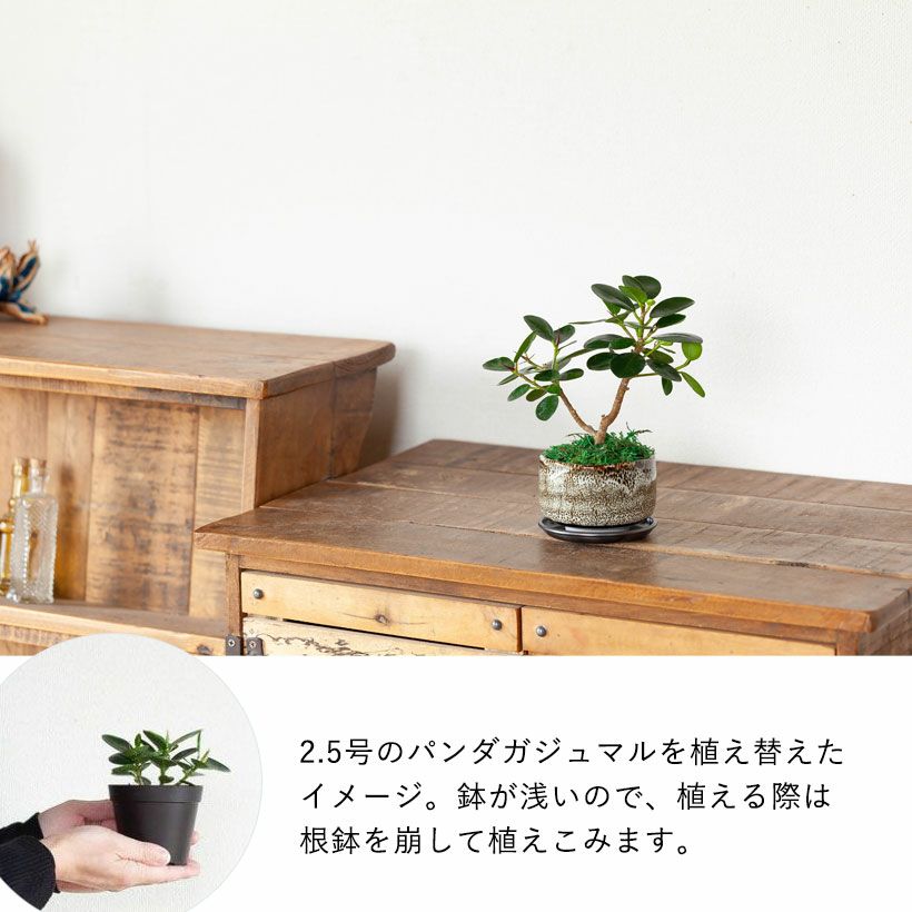 美濃焼の植木鉢｜松、桜が良く似合う抹茶碗ベースのミニ盆栽鉢