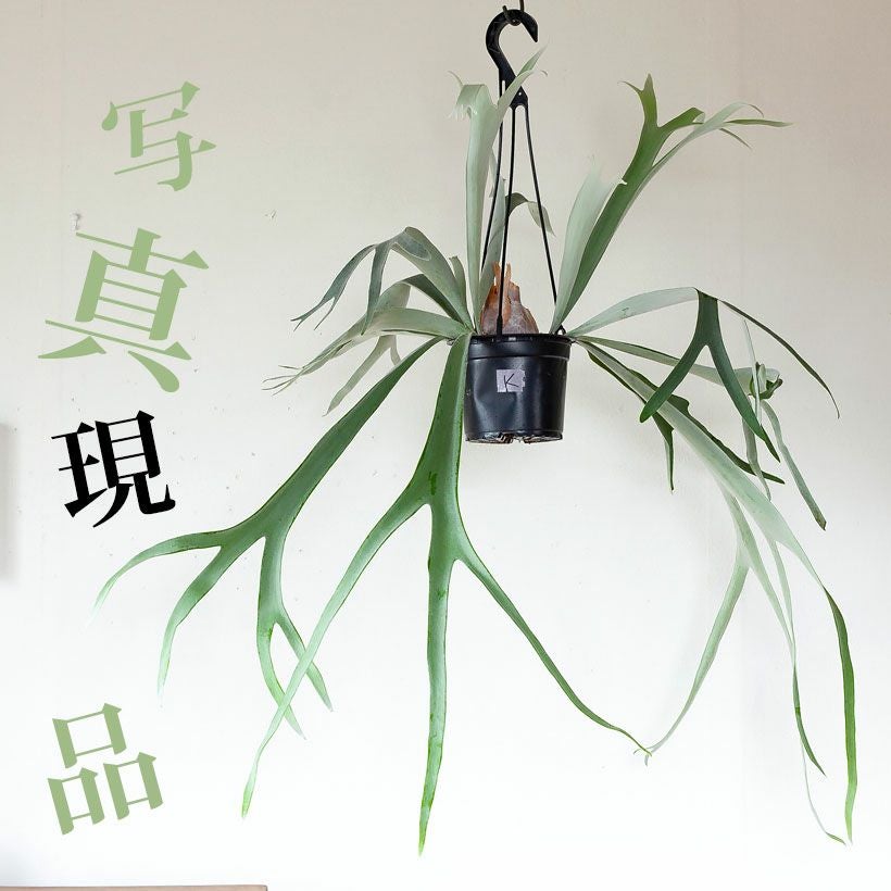 写真現品】コウモリラン・ヴィーチー5号鉢（タイプK） | [公式]e-花屋さん