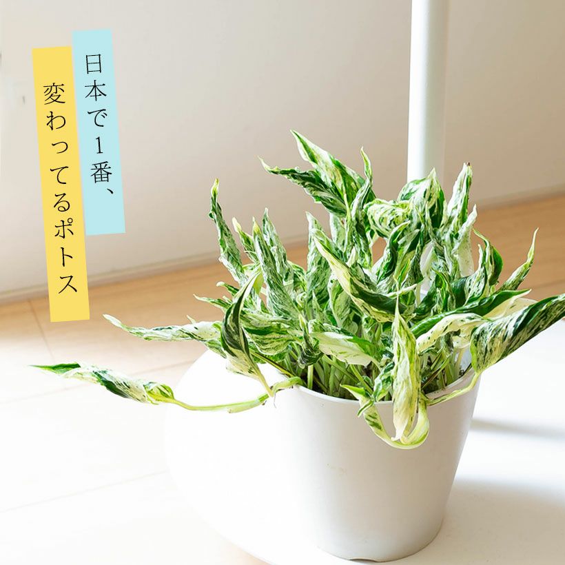 ポトス テルノ｜おすすめ16品種！ラブソングは春と秋に販売予定