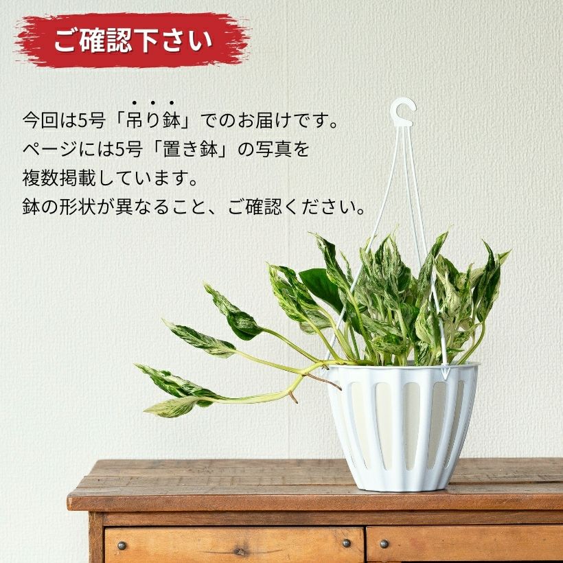 うるここ様【現品・鉢まま出荷】希少　ポトス　テルノラブソング ポトス テルノラブソング 観葉植物 5号/1個売り 観葉 インテリア