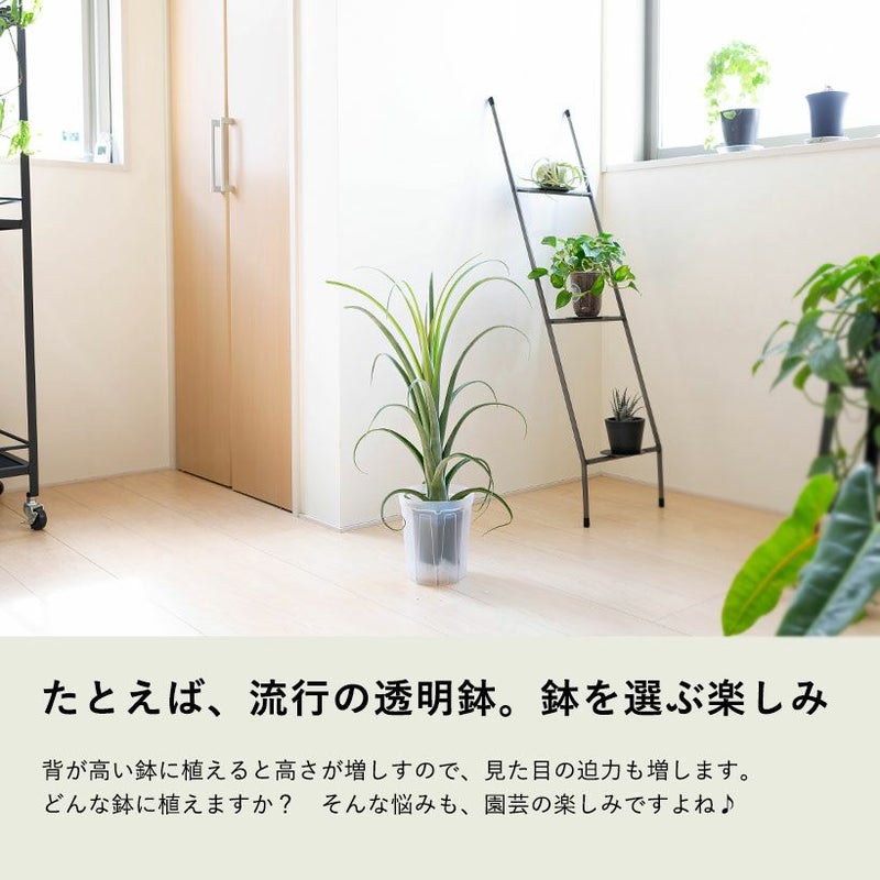 チランジアカーリースリム 鉢植えエアプランツ葉カールする品種