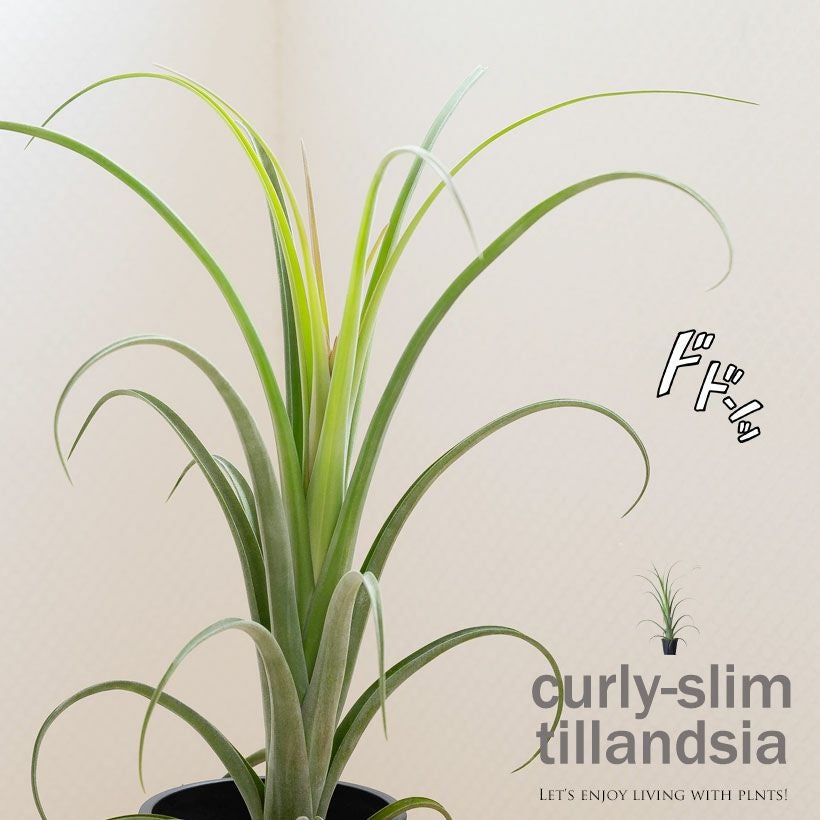 チランジアカーリースリム｜鉢植えエアプランツ葉カールする品種