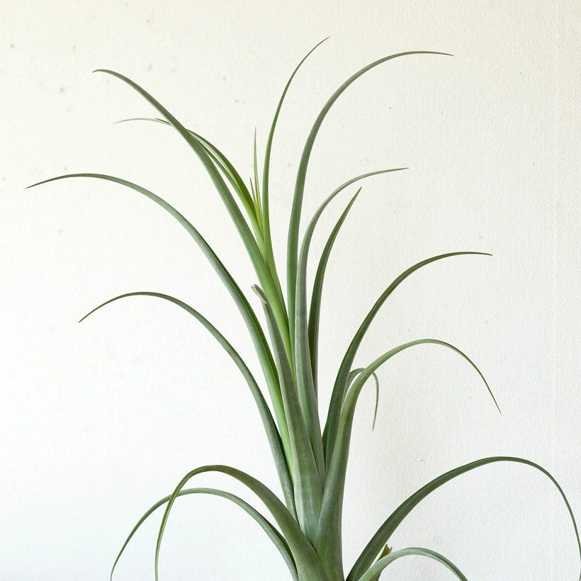 チランジアカーリースリム｜鉢植えエアプランツ葉カールする品種