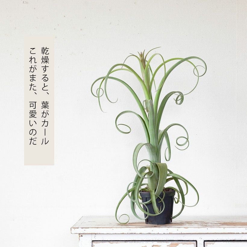 チランジアカーリースリム｜鉢植えエアプランツ葉カールする品種