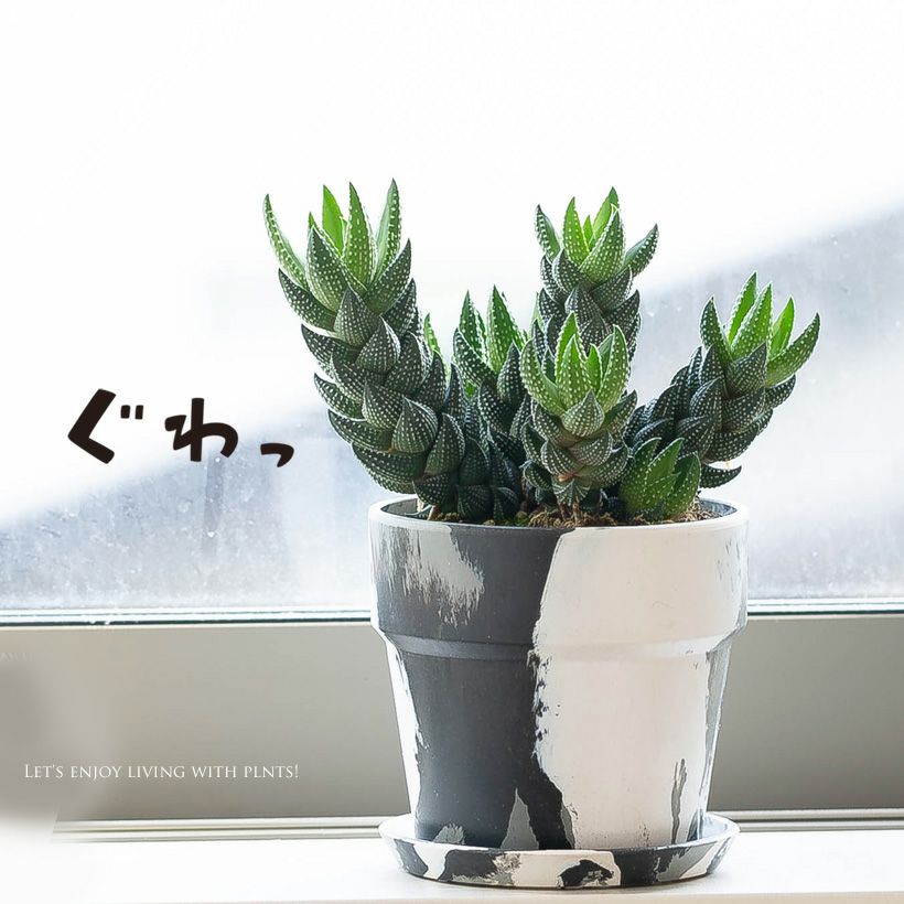ハオルチア・カルウィニー（クリントウ九輪塔）育て方付きe-花屋