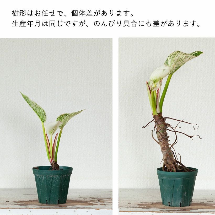 幹上がり観葉植物｜フィロデンドロン・バーキン白斑が美しい
