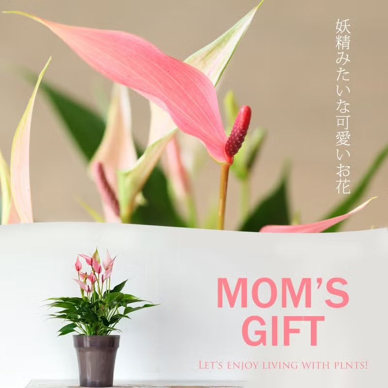 ピンク カラーリリー 観葉植物 0155_original-1200x843.png.webp