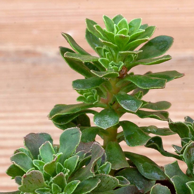 チョコチップ小型のアエオニウム｜色の変化やスポットを観察