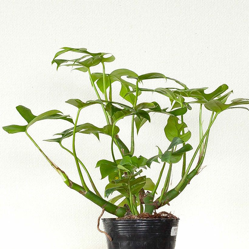 モンステラミニマ（姫モンステラ）植え替え向き苗：育て方付き