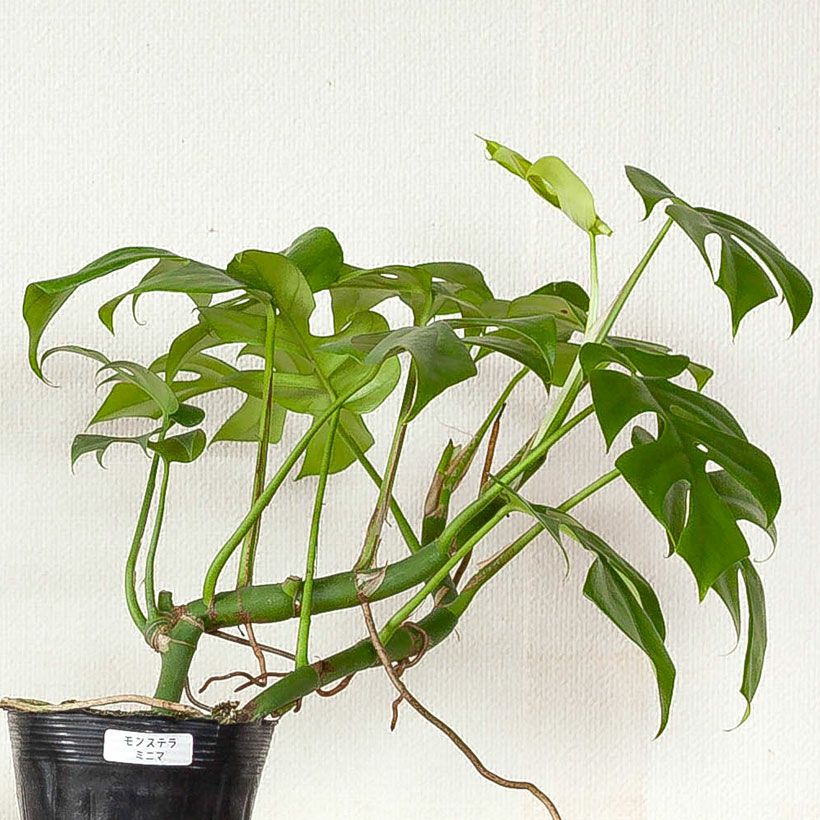 モンステラミニマ（姫モンステラ）植え替え向き苗：育て方付き